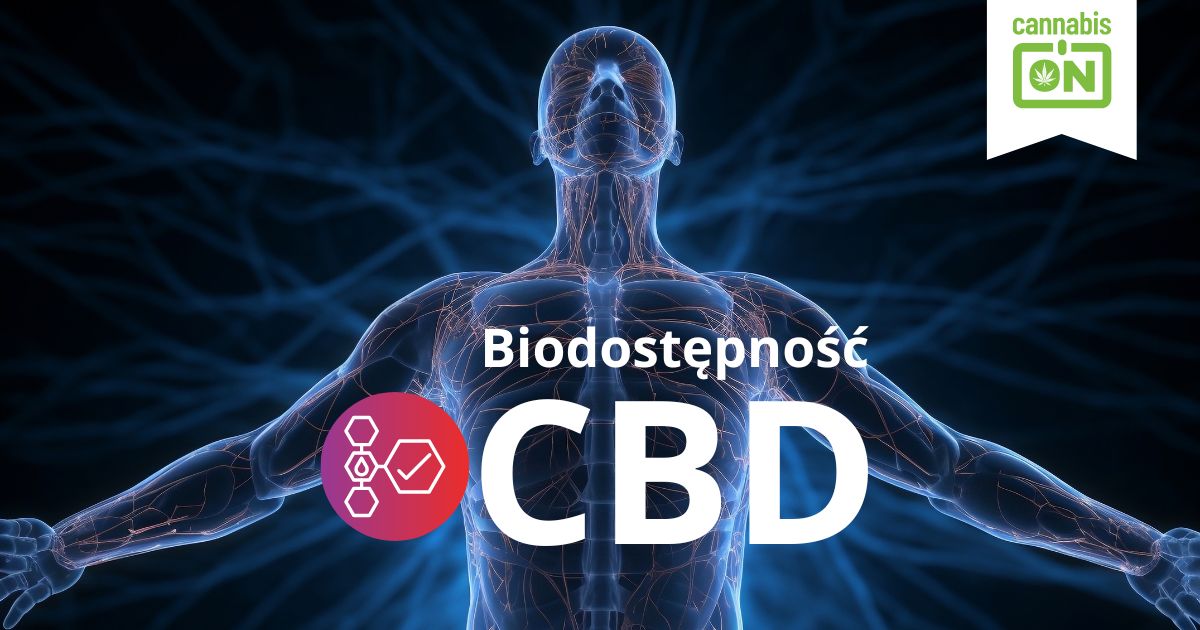 Biodostępność CBD - Kluczowe aspekty wchłaniania kannabinoidów